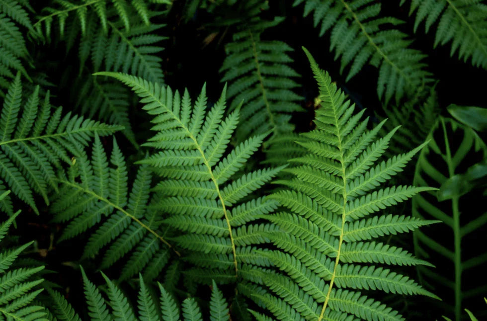 Polypodium leucotomos: tu aliado natural para tu piel (qué es, para qué sirve y cómo usarlo)