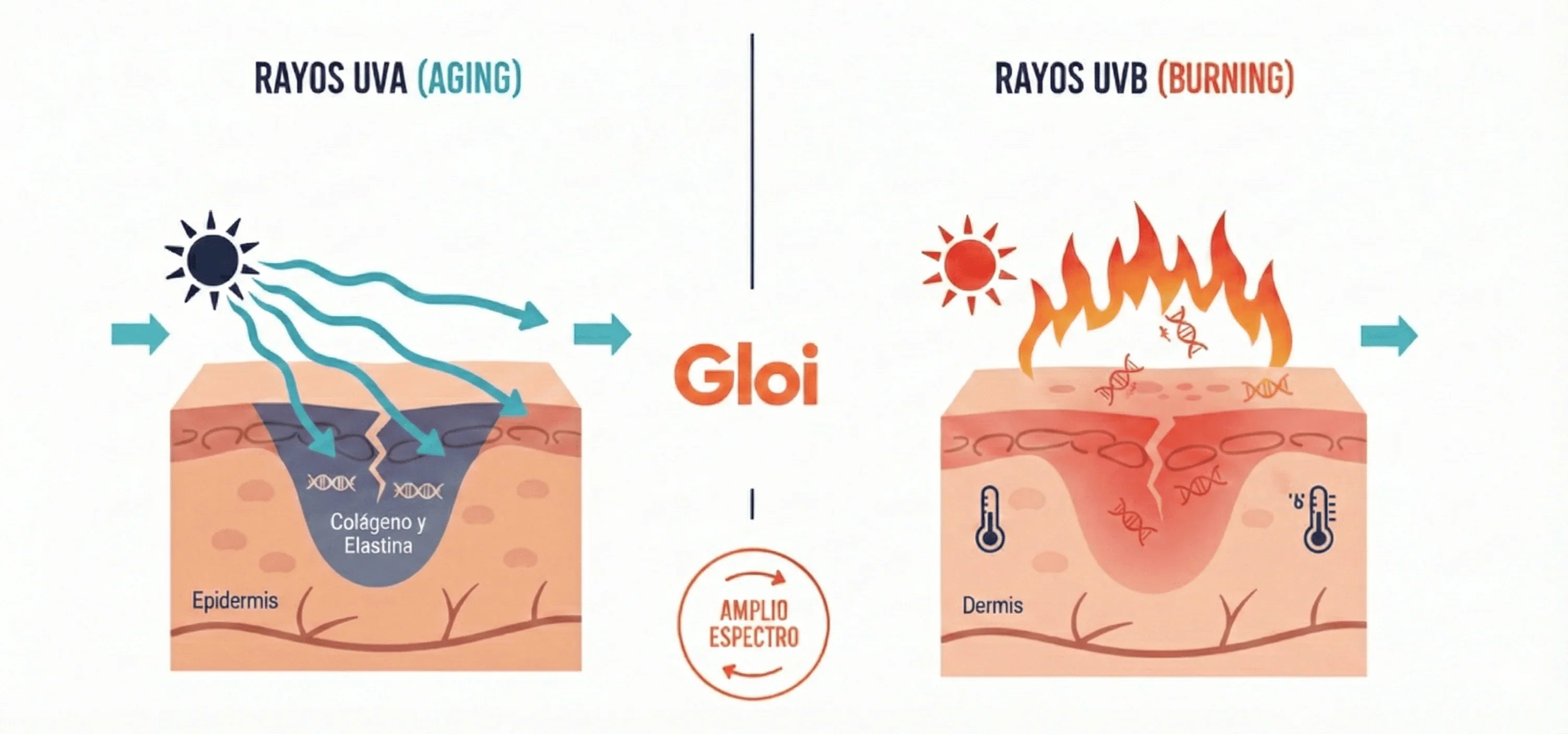 UVA vs UVB: Guía definitiva sobre diferencias, daños y cómo proteger tu piel